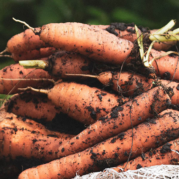 Storage Carrots