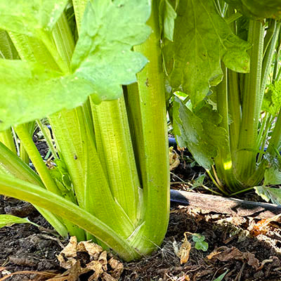 Celery Bunch