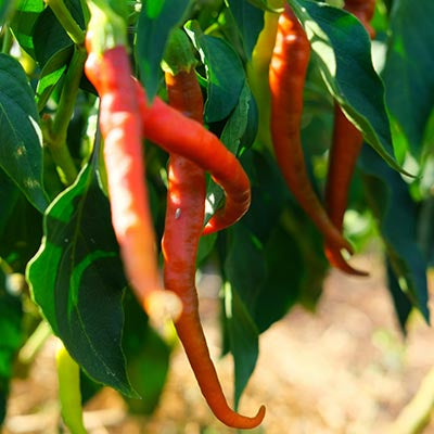 Cayenne Peppers