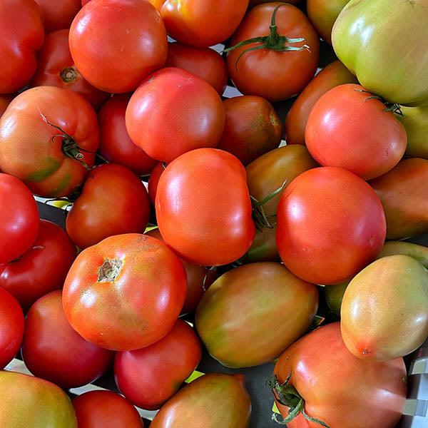 Early Girl Tomatoe