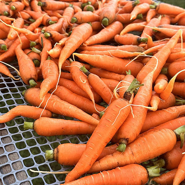 2 lb Bag Danver Carrots