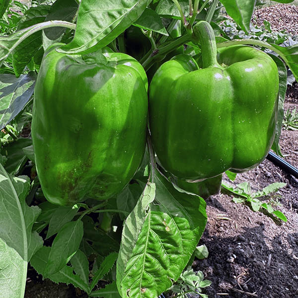 Green Bell Pepper