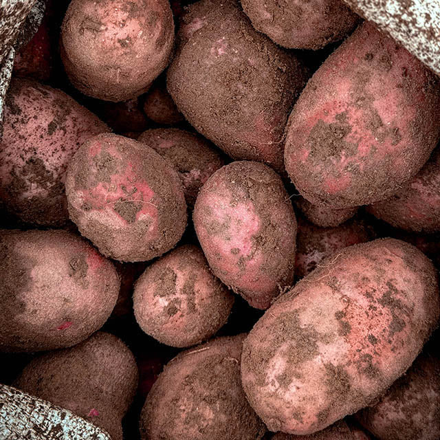 Red Storage Potatoes