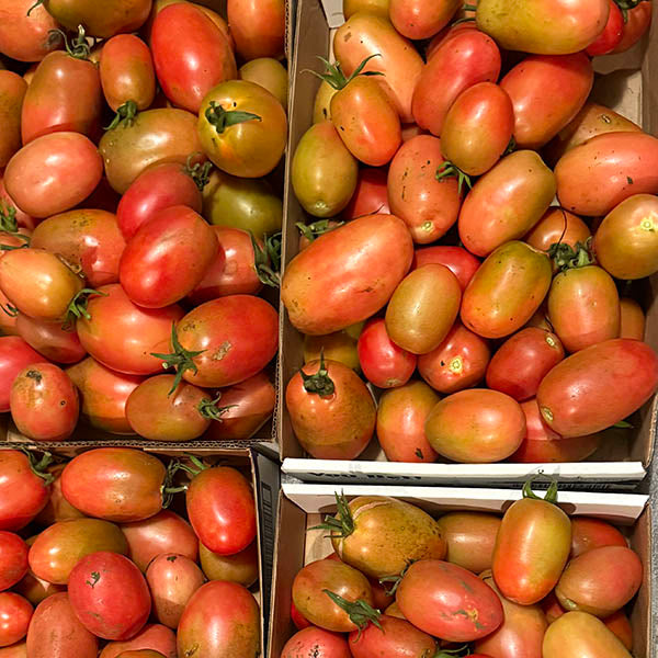 Roma Tomatoes
